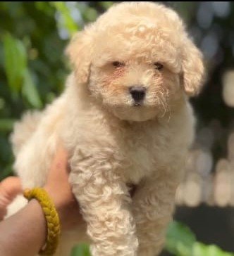 Order Female Poodle  Puppy from Bangalore
